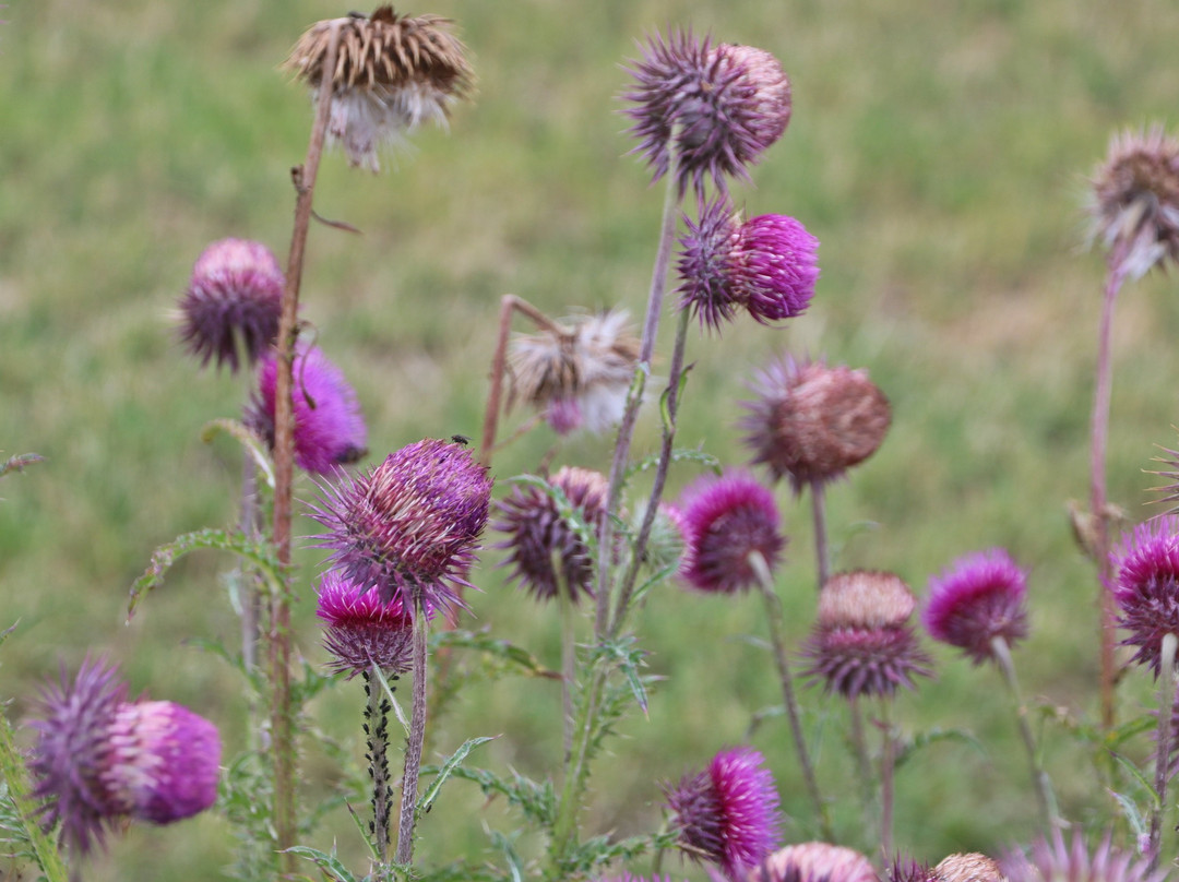 Aschwardener Mühle-Schwanewede必去景点