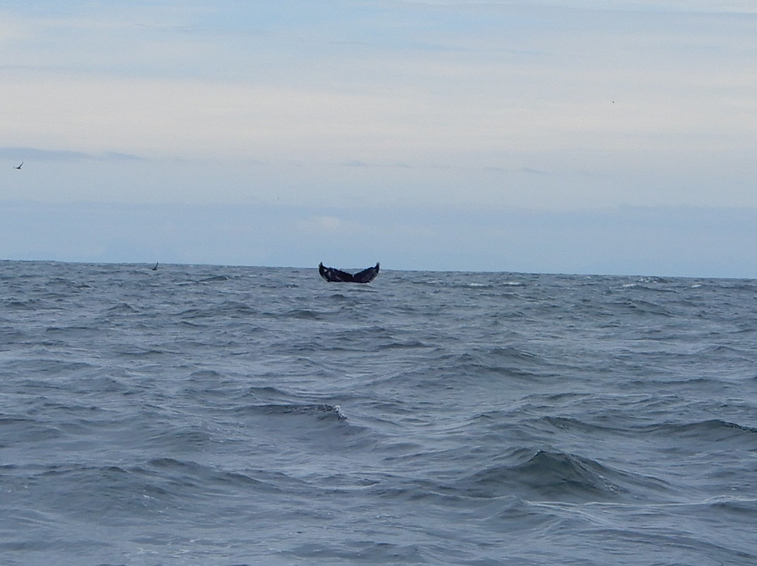 ProFish-n-Sea Charters景点图片