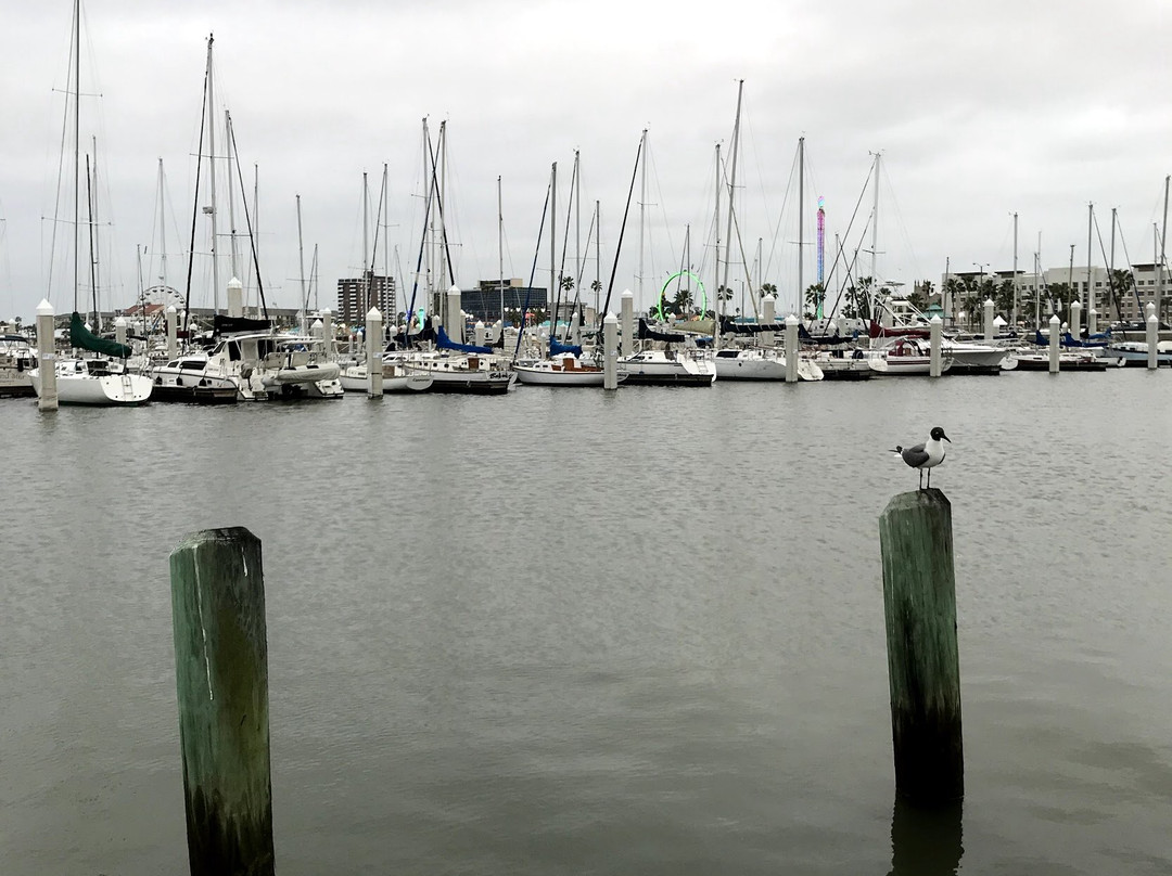 Corpus Christi Municipal Marina-科珀斯克里斯蒂市必去景点