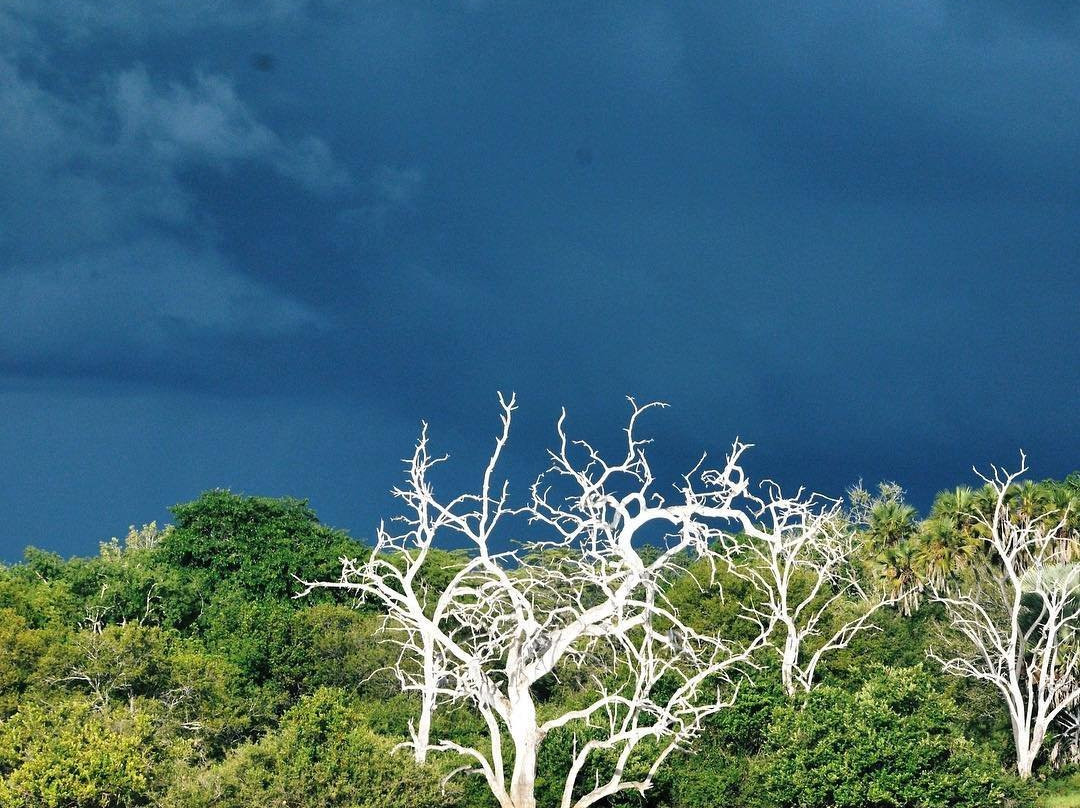 null-鲁阿哈国家公园