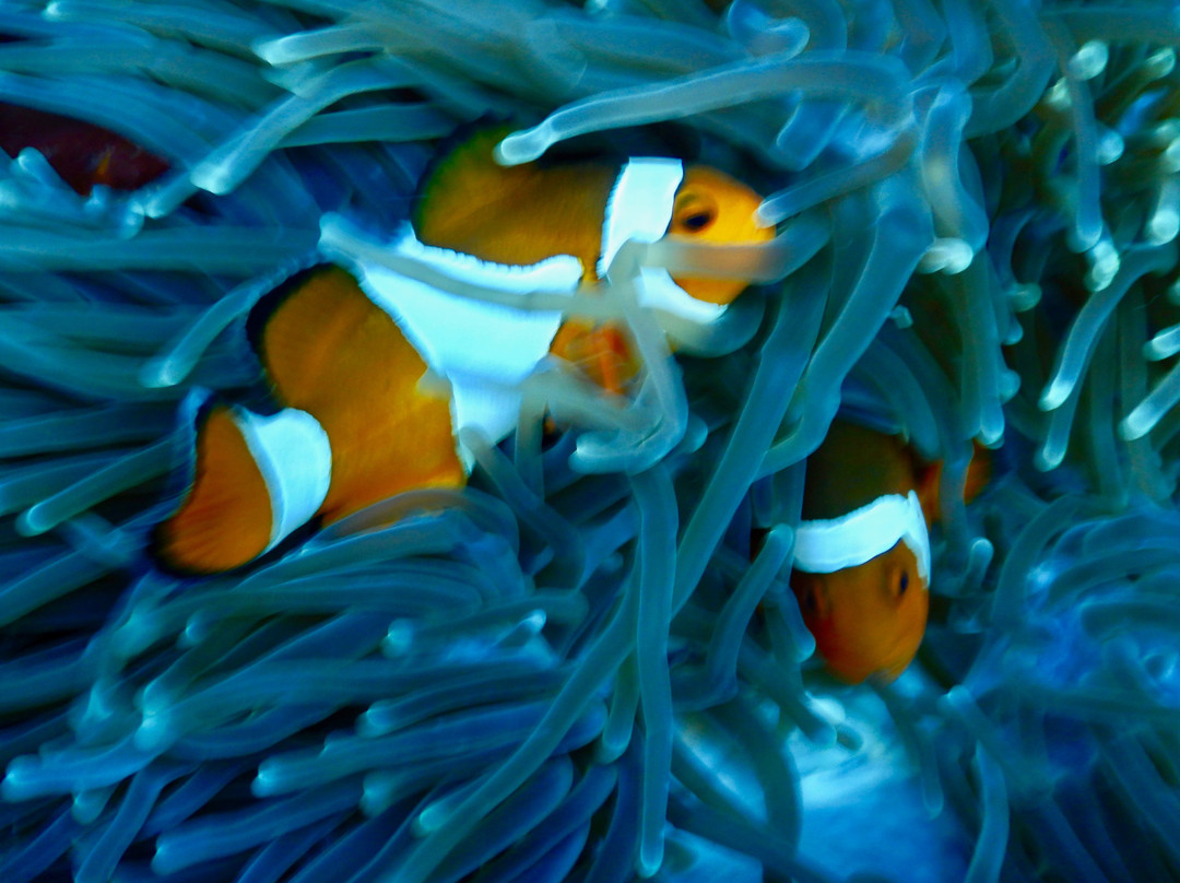 Aquarius Redang Dive Centre-热浪岛必去景点