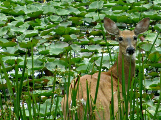 Kensington Metropark-Milford必去景点