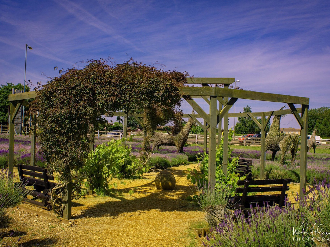 Norfolk Lavender景点图片