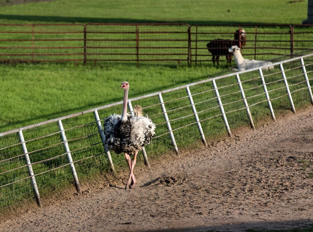 Hedrick's Exotic Animal Farm景点图片