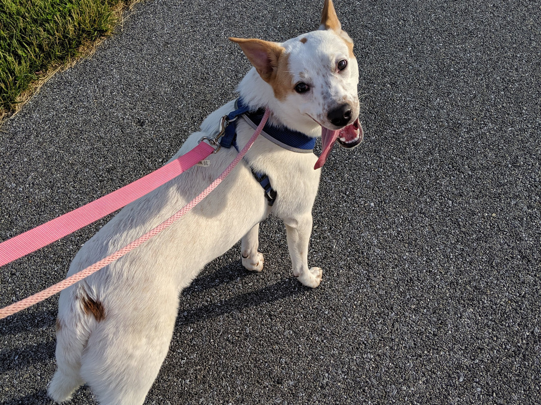 Charles E. Price Memorial Park-Middletown必去景点