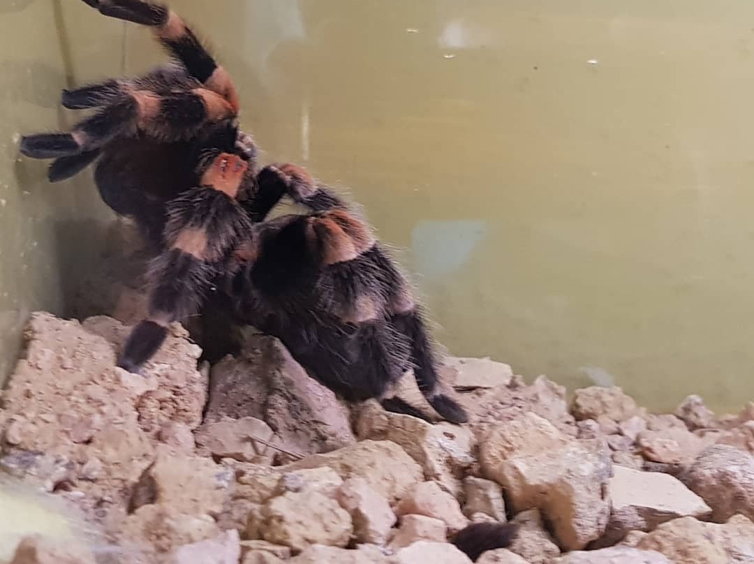 Reptile Park-瓦卡沃夫必去景点