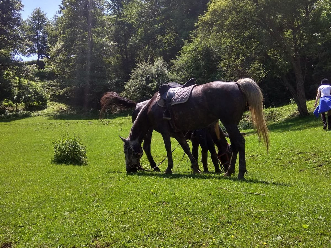 Husar Riding Centre景点图片