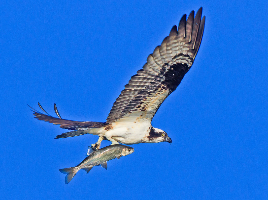 Eyes of the Wild景点图片