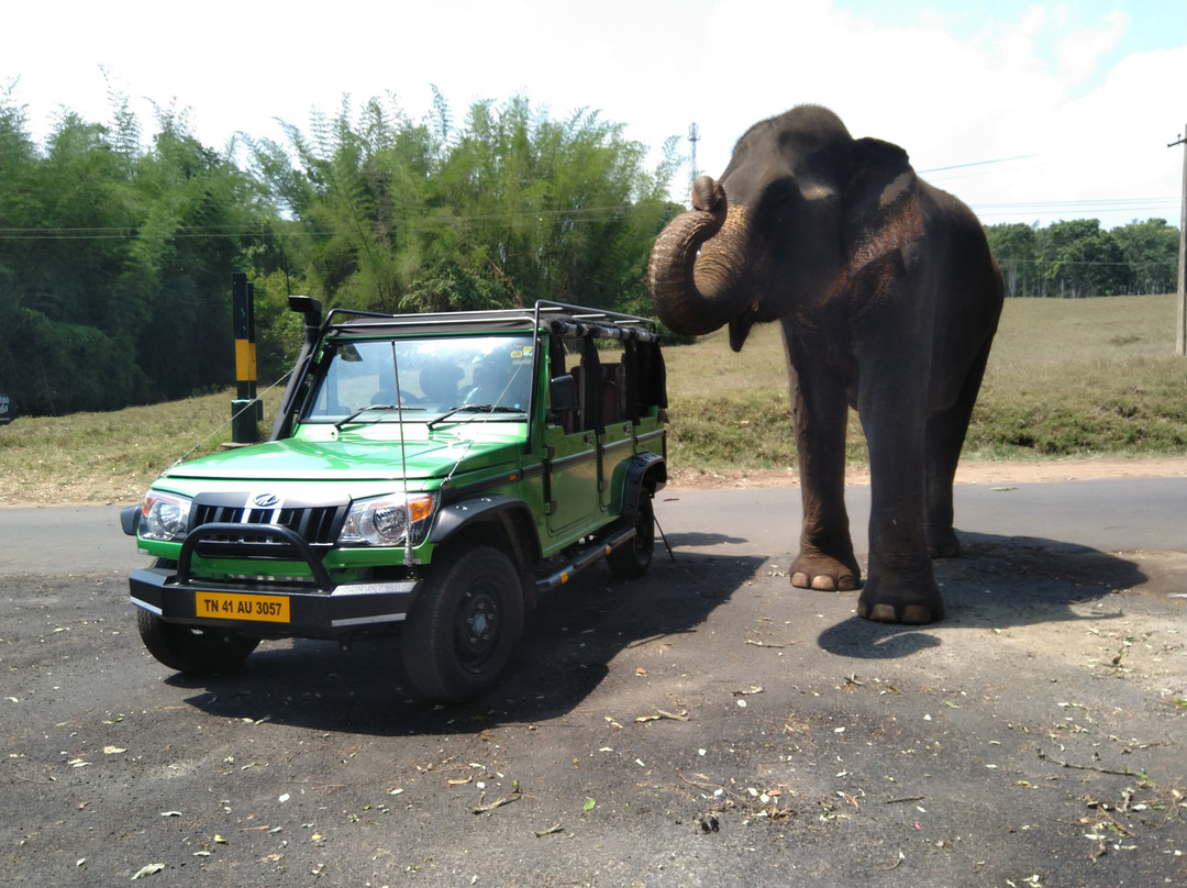 Pollachi Jeep Tourism景点图片