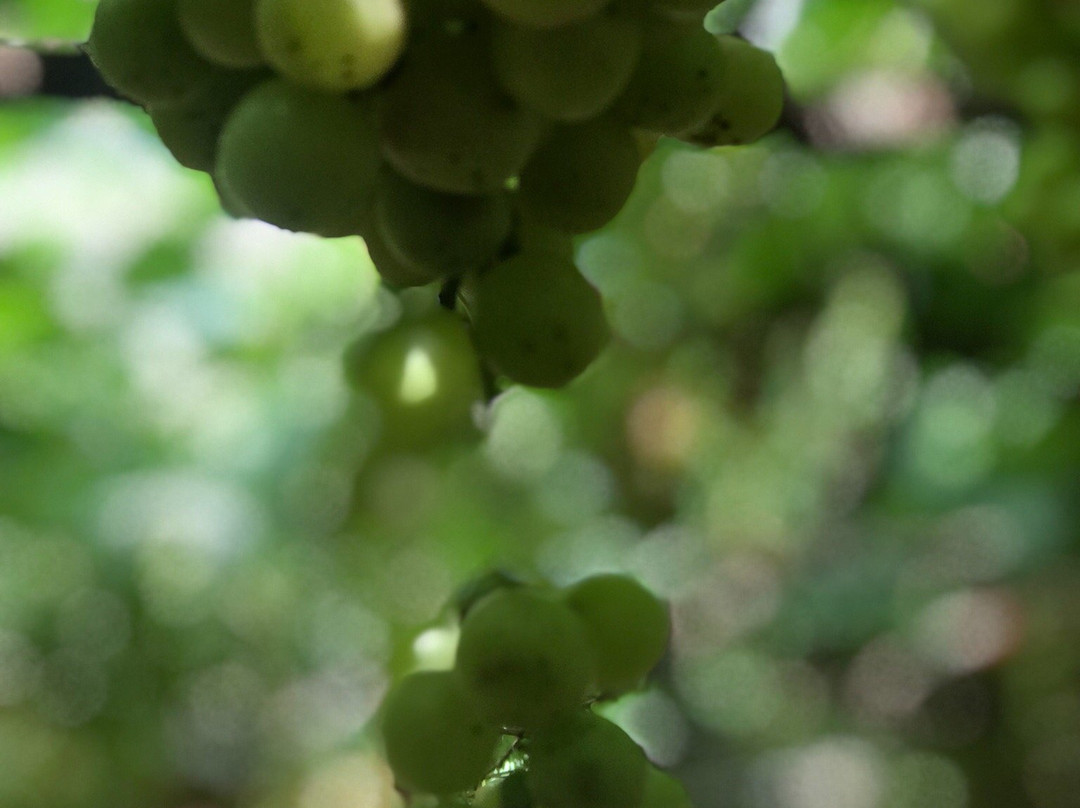 Gapuz Grapes Farm景点图片