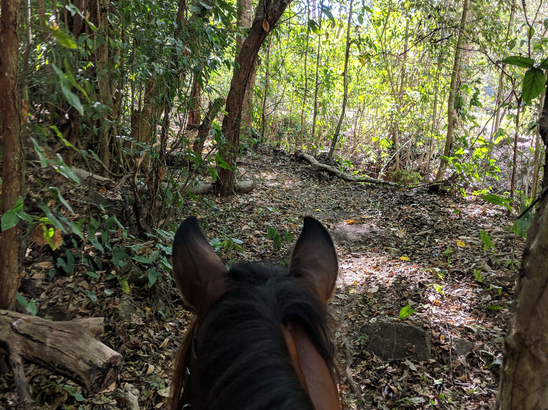 Discovery Horseback Tours景点图片