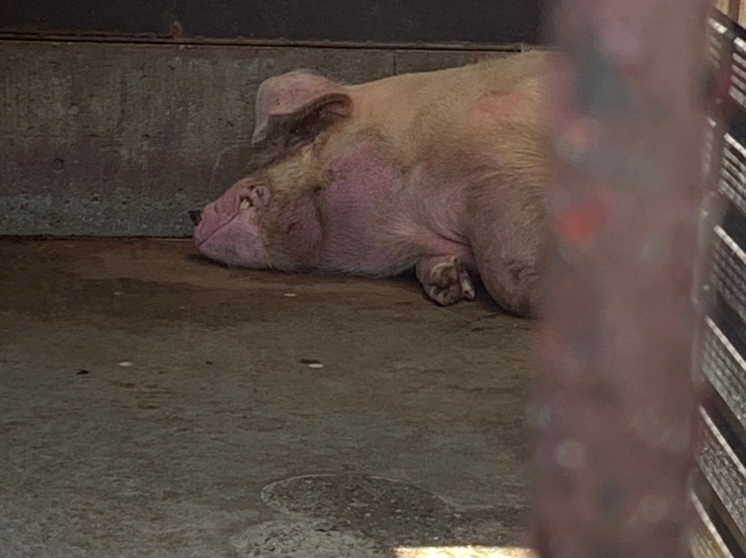 Ichihara Elephant Kingdom-市原市必去景点