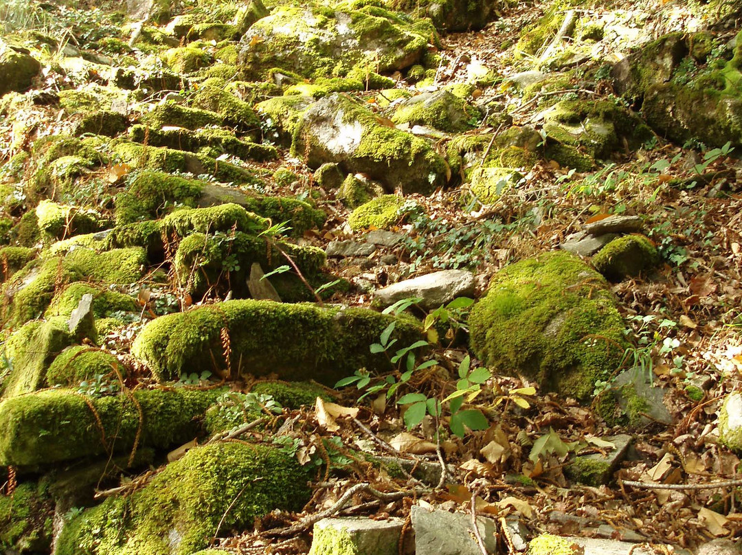 Parque Natural Fragas do Eume景点图片