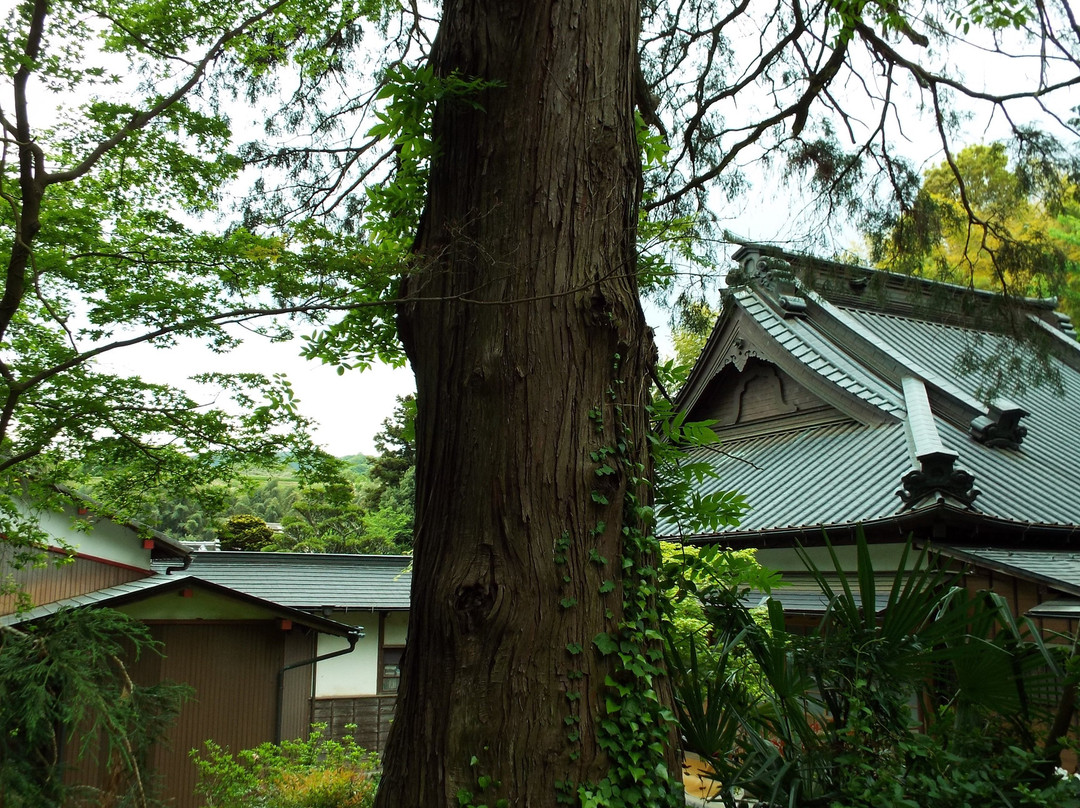 Old Tree Itohiba景点图片