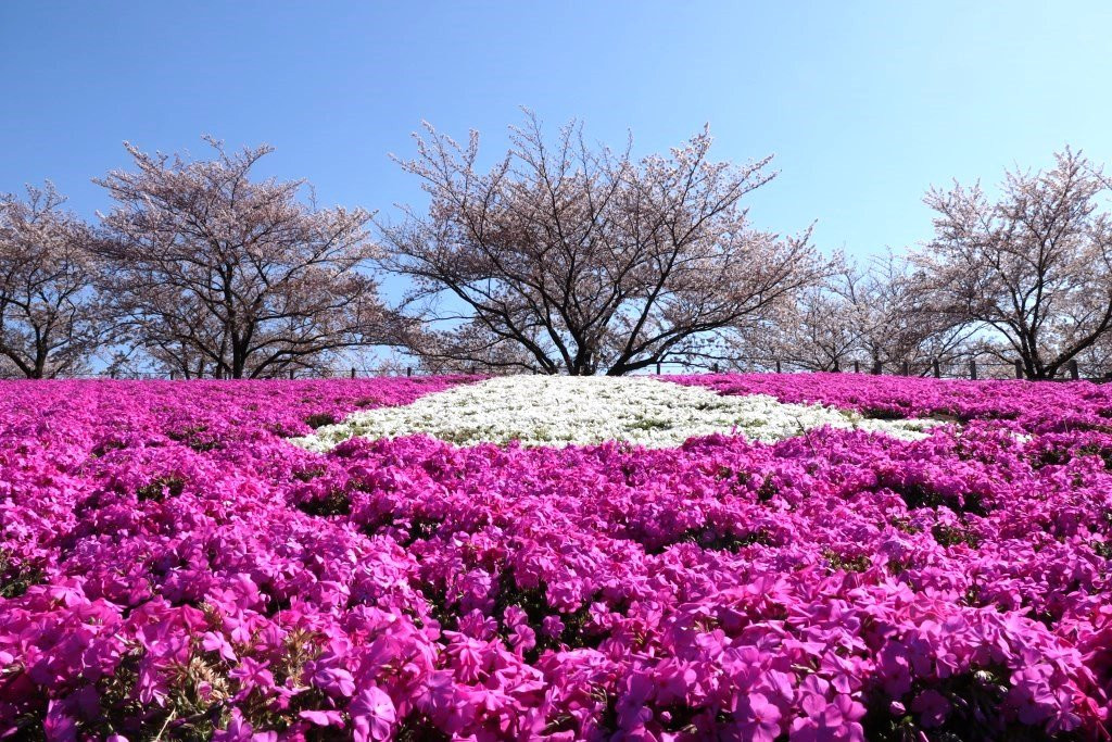 Arakawa Akabane Cherry Blossoms-北区必去景点
