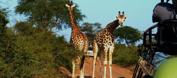 Bright Safaris Uganda景点图片