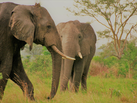 Safari Vacations-坎帕拉必去景点