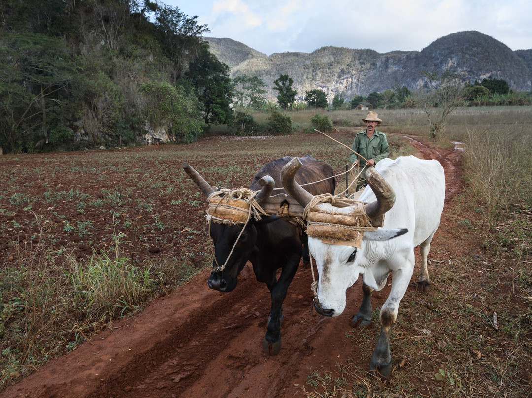 Photo Tours in Vinales with Guillermo Seijo景点图片