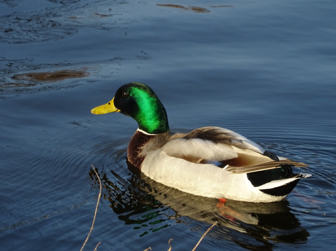 Park Lingezegen-Elst必去景点