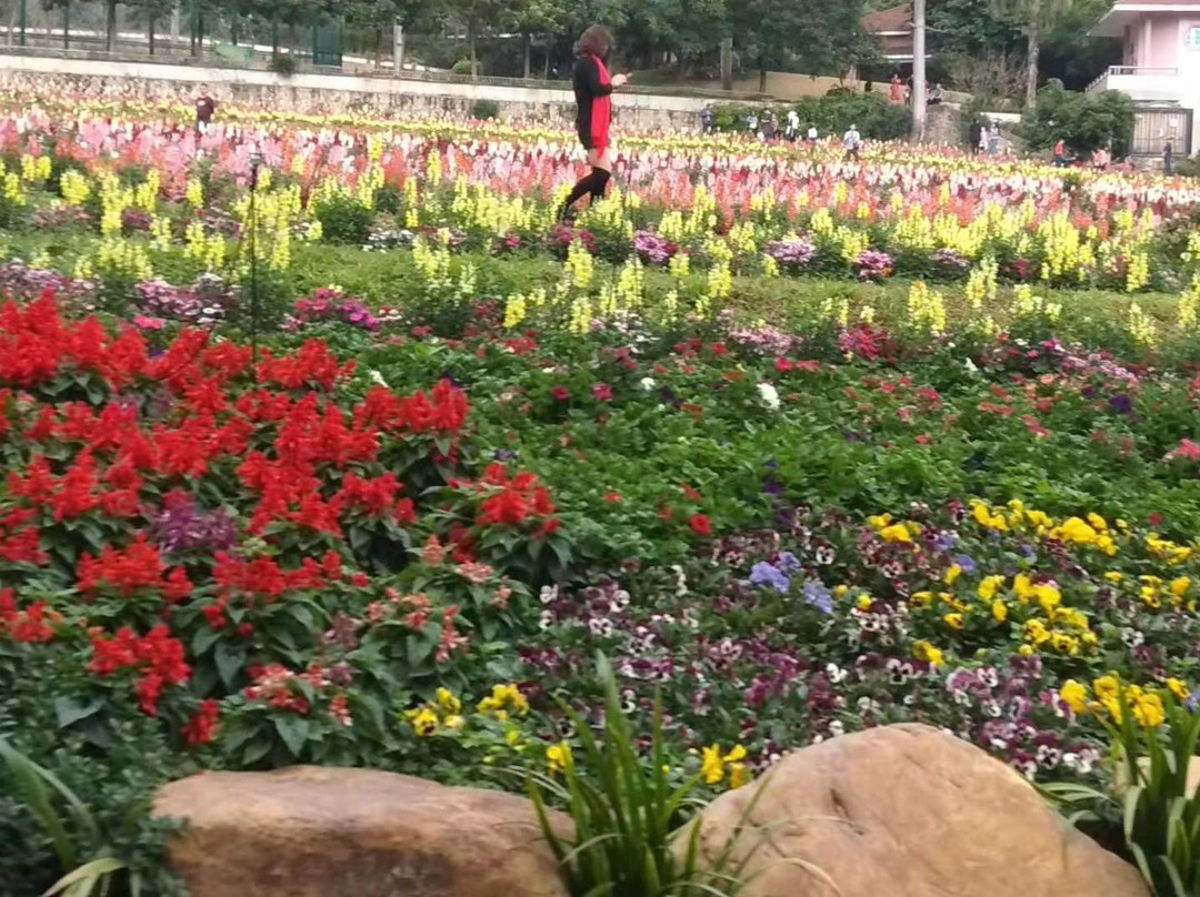雁南飞茶田-梅州市必去景点