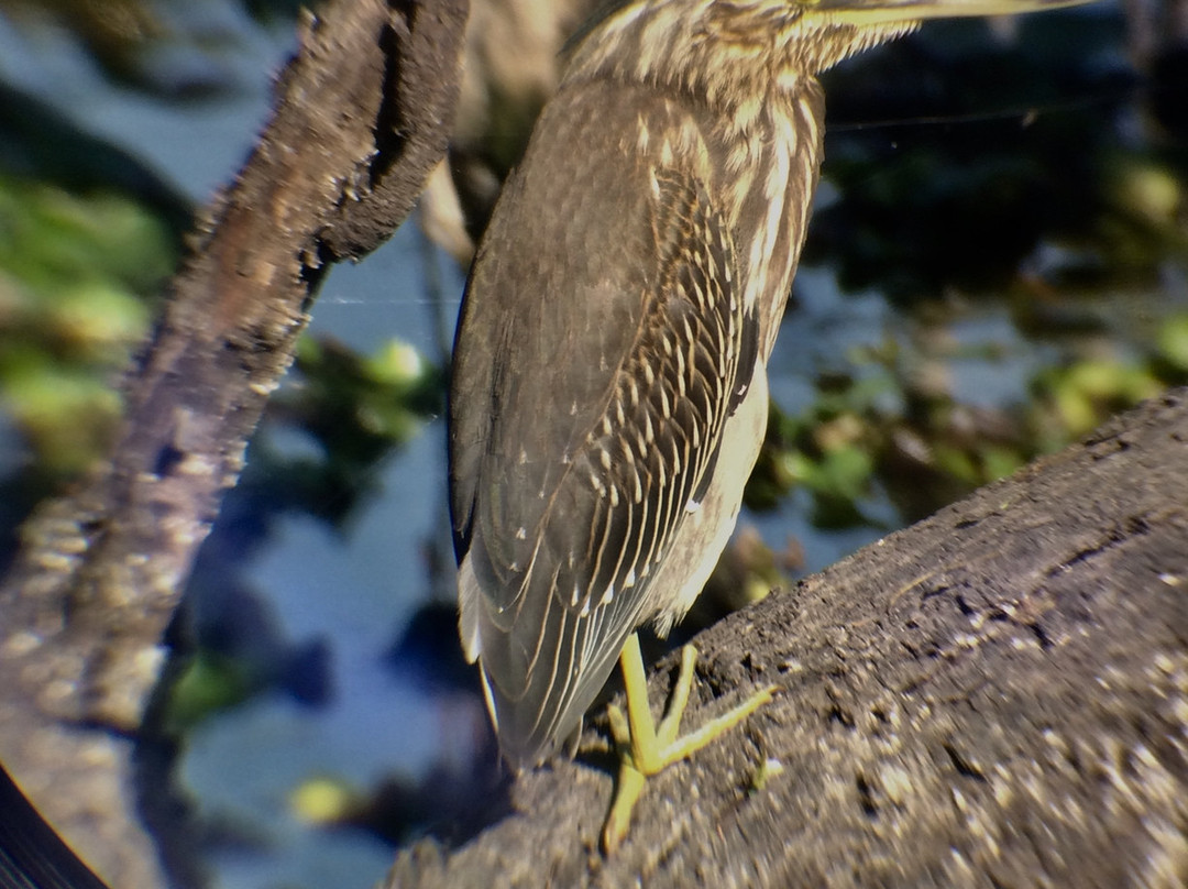 Hotel Bharatpur Ashok (Forest Lodge)主图