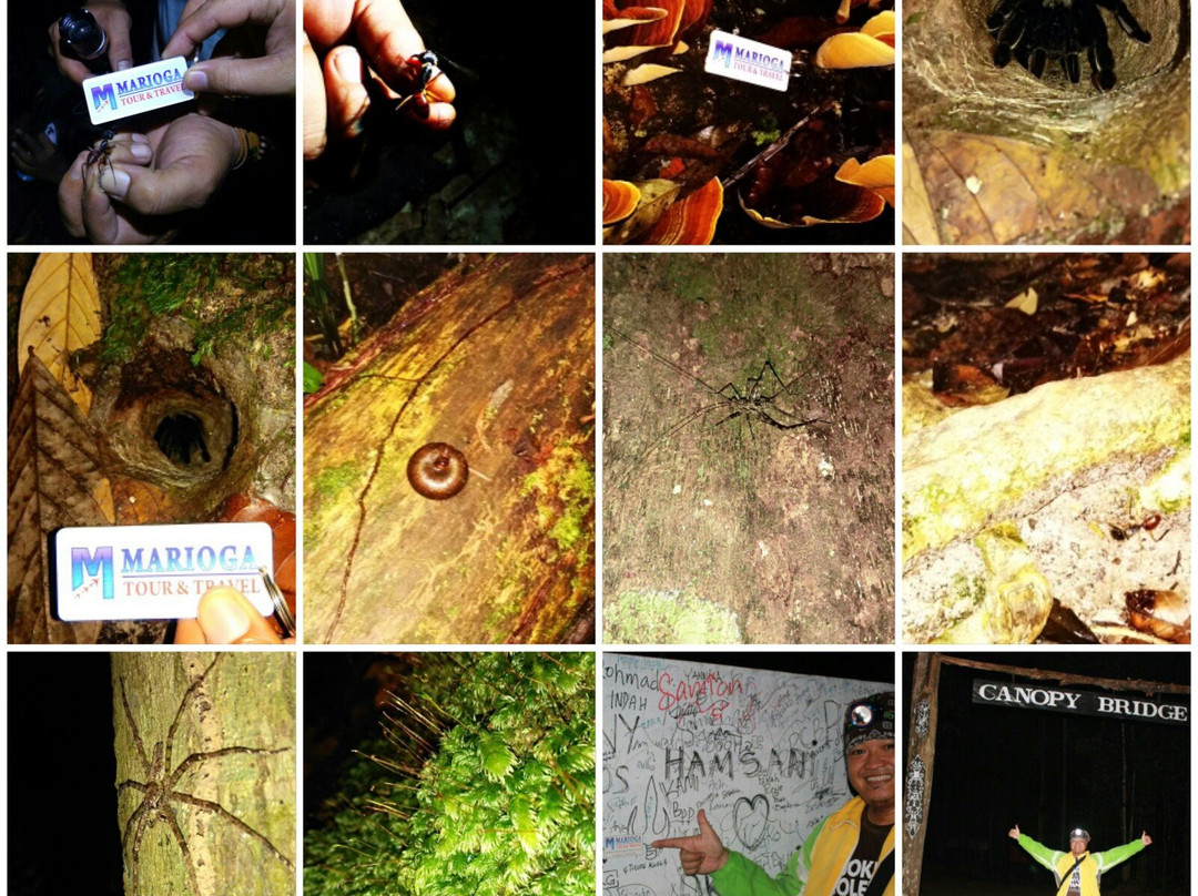 Bangkirai Hill Nature Tourism-巴厘巴板必去景点