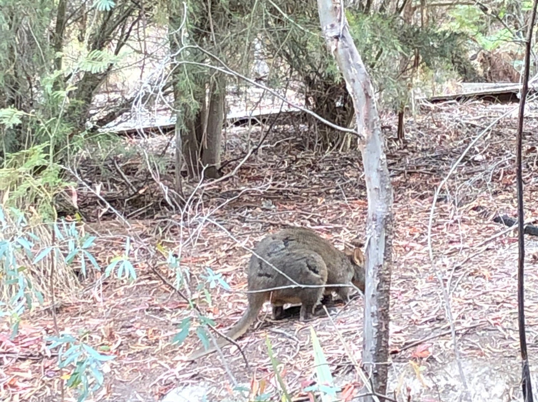 牡蛎湾木屋主图