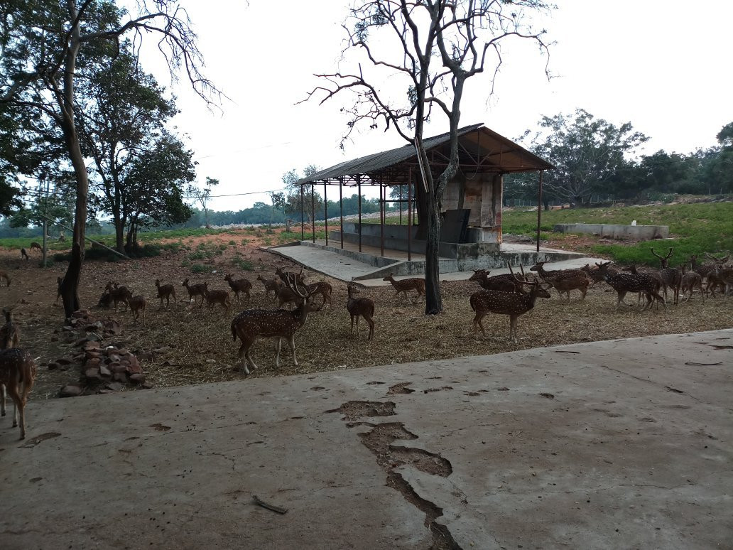 Deer Park景点图片