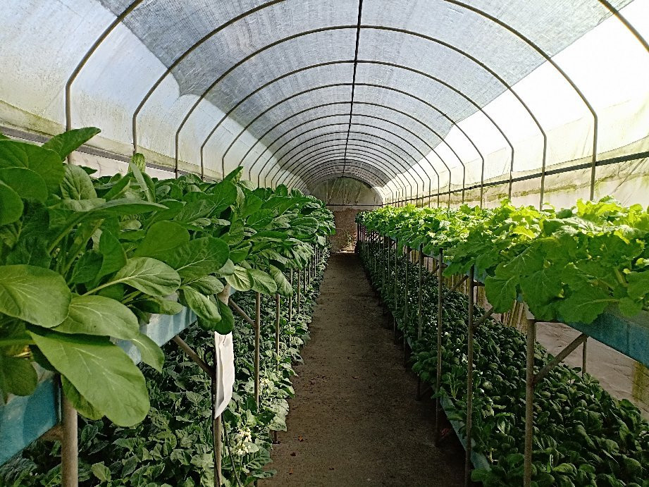 Kusuma Agro Wisata景点图片