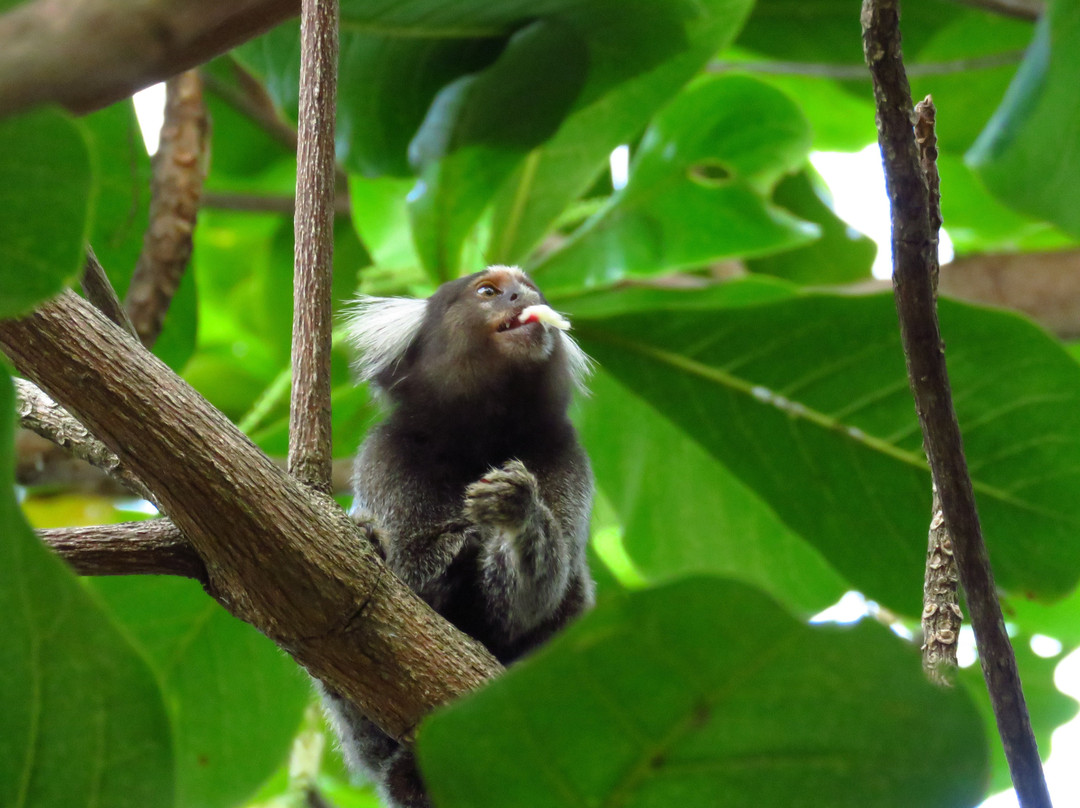 Pousada Praia Das Ondas Pe Na Areia主图