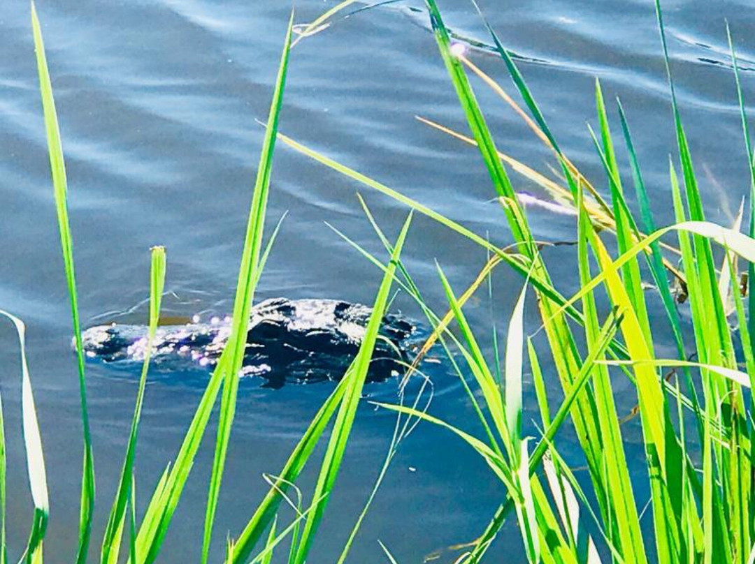 Broward County旅游攻略图片