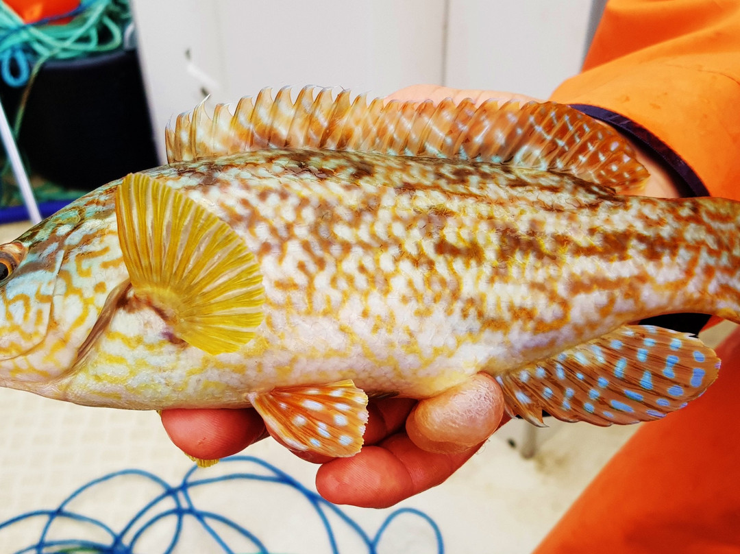 FISKAHUMMER.nu-Marstrand必去景点