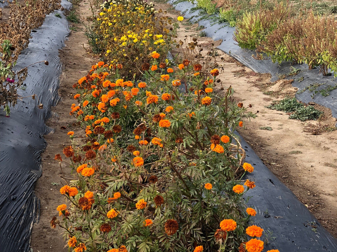 Berry Patch Farms, LLC景点图片