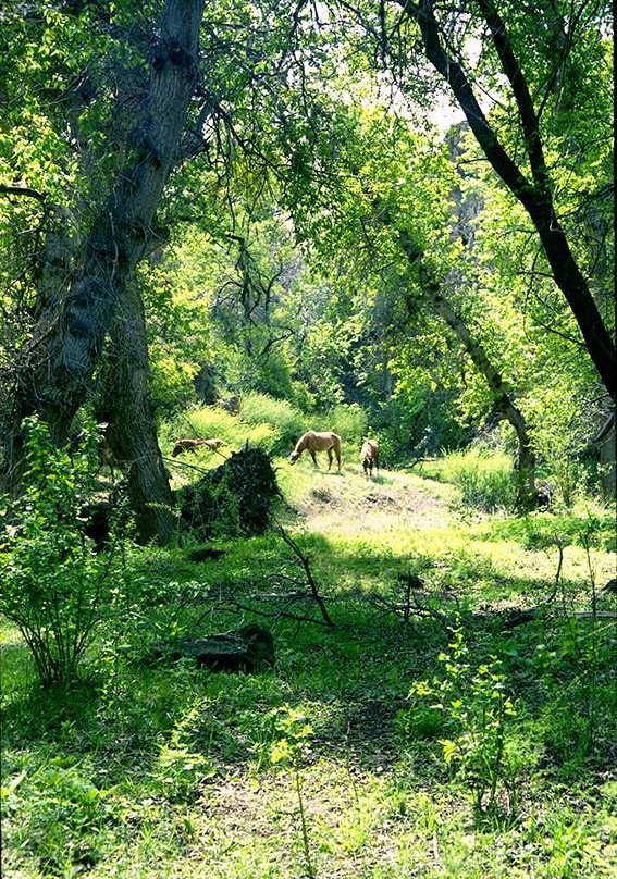 Charyn旅游景点-Yasenevaya (Ash) Grove