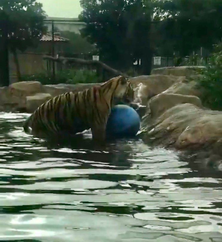 Louisiana State University-巴吞鲁日必去景点