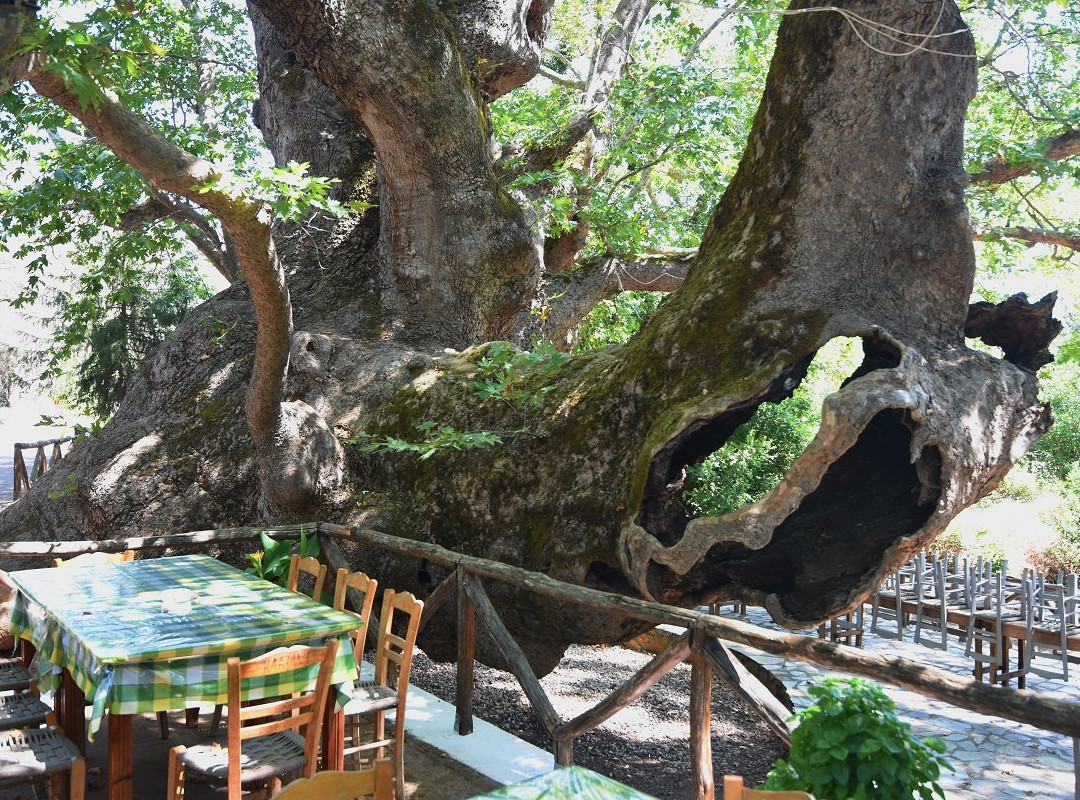 2,000 Years Old Tree景点图片