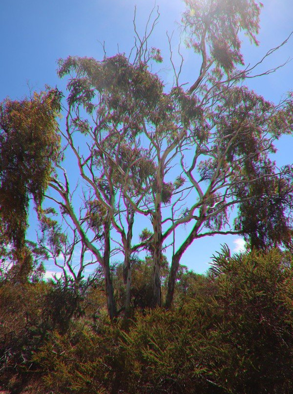 Aldinga Scrub Conservation Park景点图片