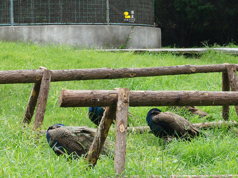 青岛动物园-青岛市必去景点