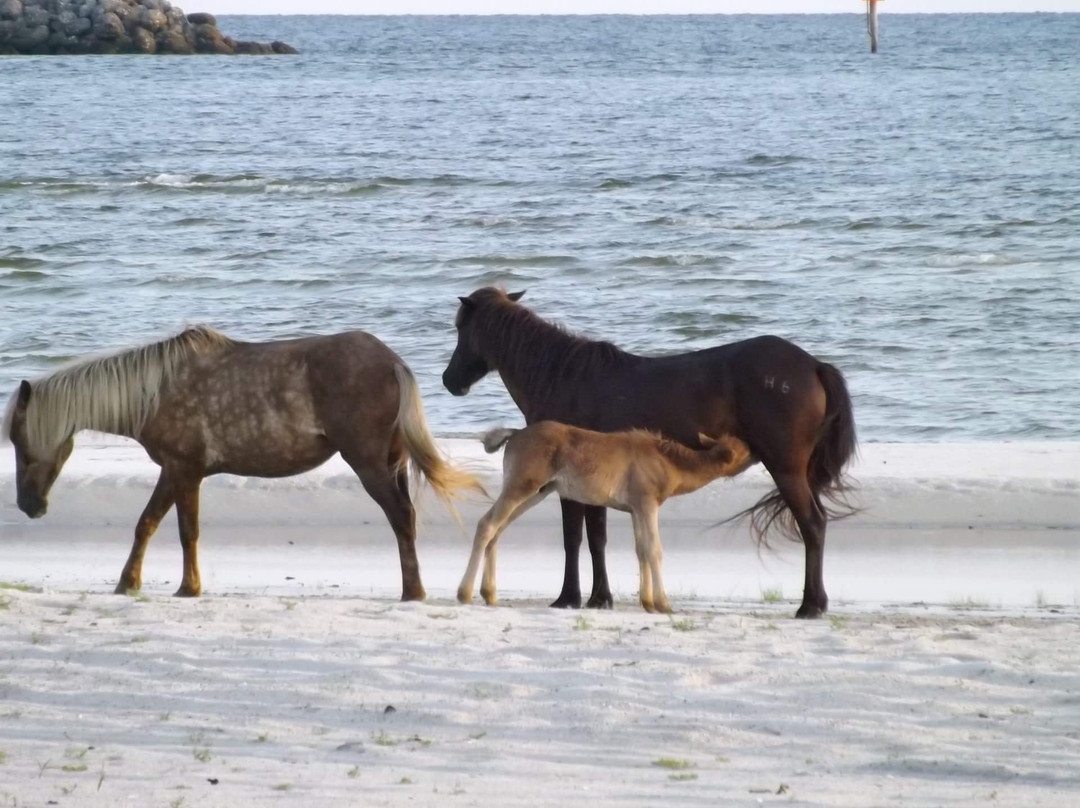 Cedar Island National Wildlife Refuge景点图片