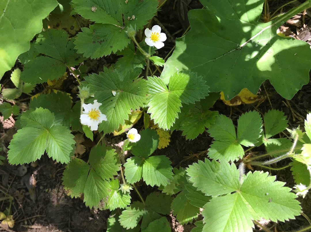 Redwood Canyon Trail-红杉&国王峡谷国家公园必去景点