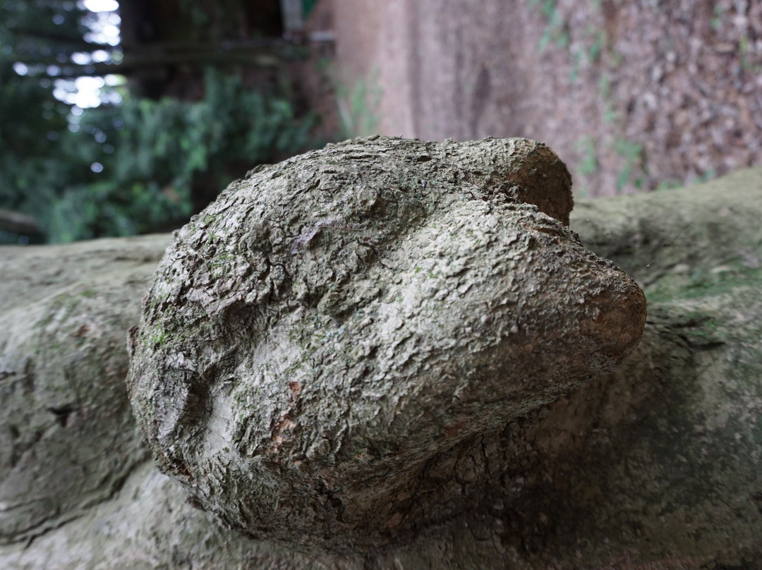 Serizawa Park-座间市必去景点