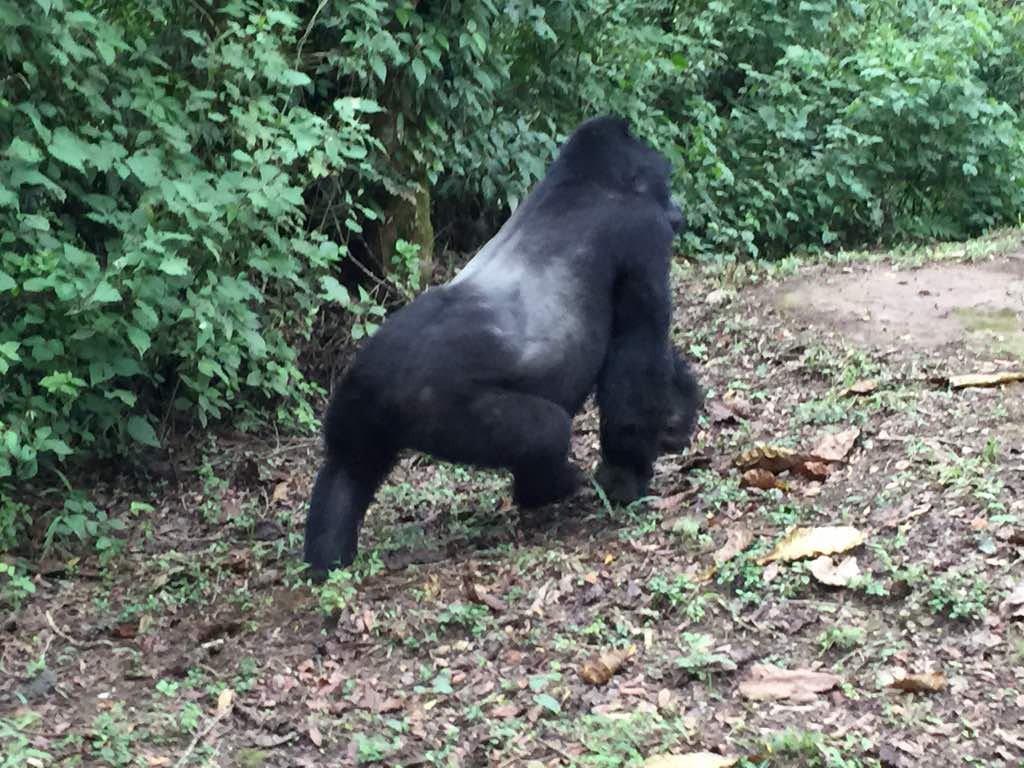 Mountain Gorilla Trekking Tours-Kisoro必去景点