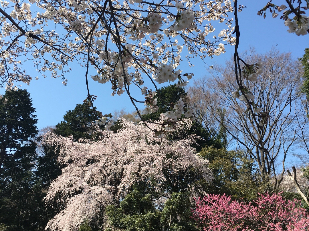 Jindai Botanical Park景点图片