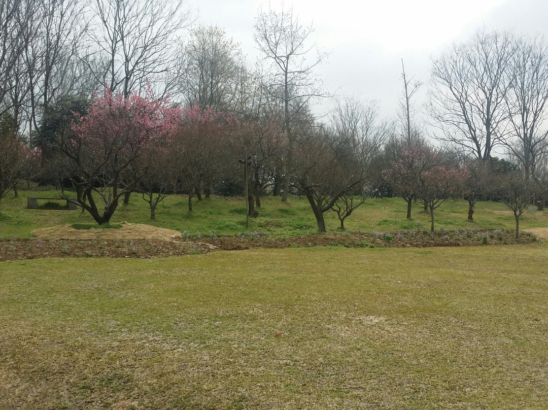 梅花山-南京市必去景点