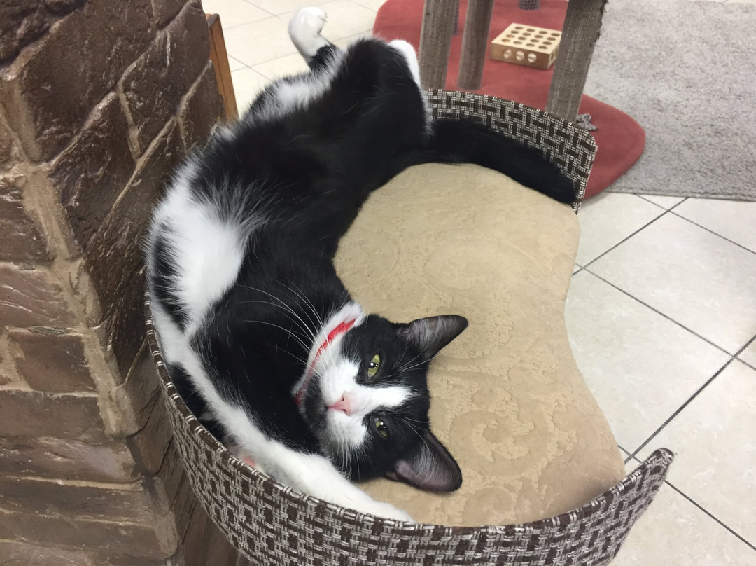 KOTEdzh Cat Cafe景点图片