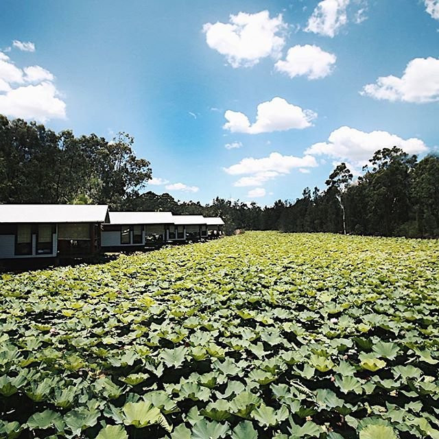 The Boathouses at Leaves & Fishes主图