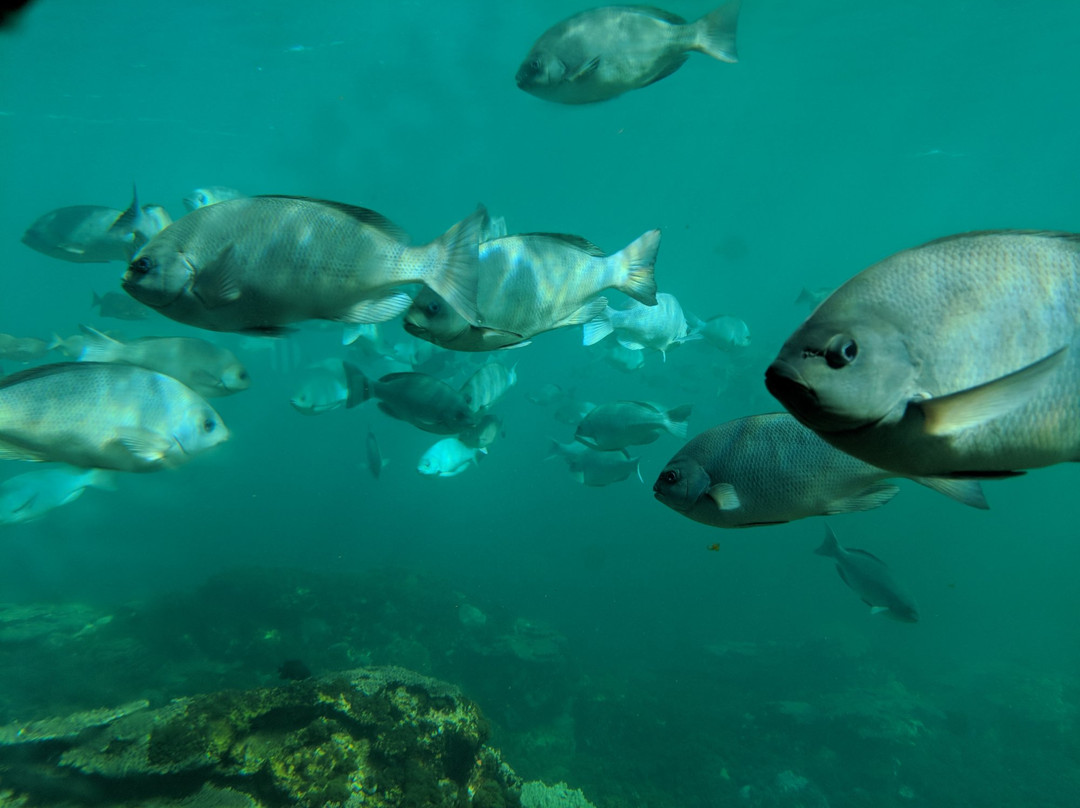 Kushimoto Marine Park Undersea Tower景点图片