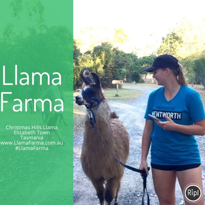 Llama Farma-Elizabeth Town必去景点