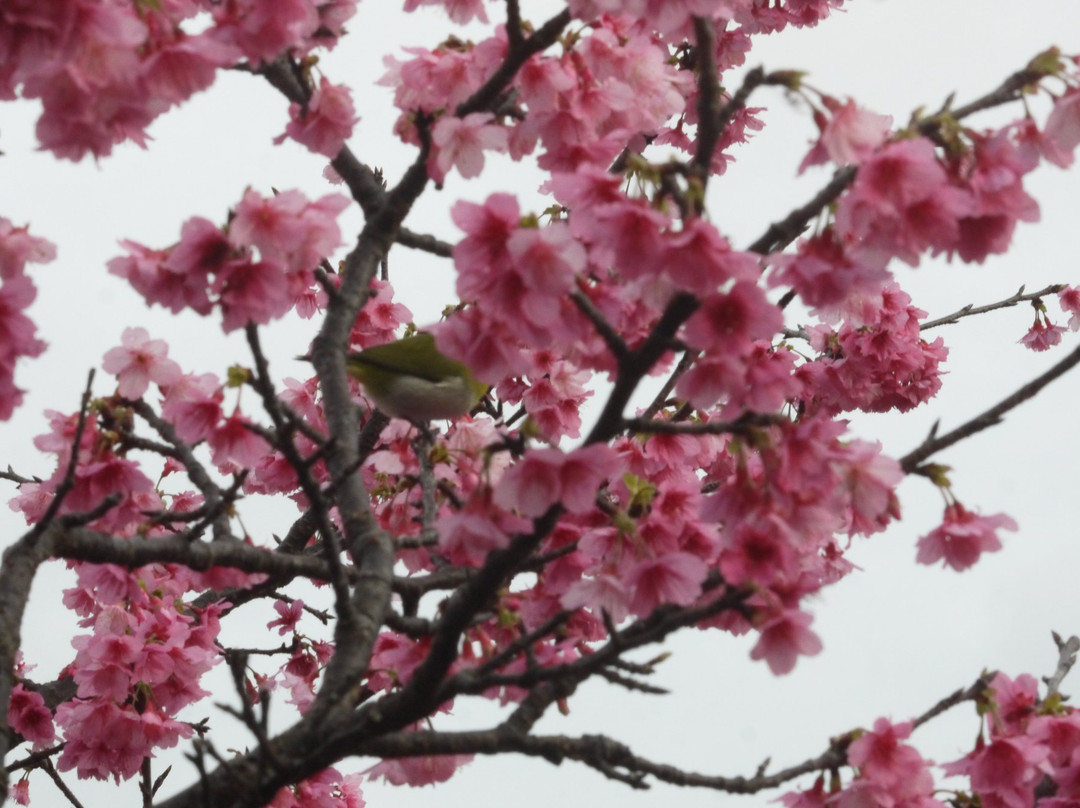 Sakura Komichi景点图片