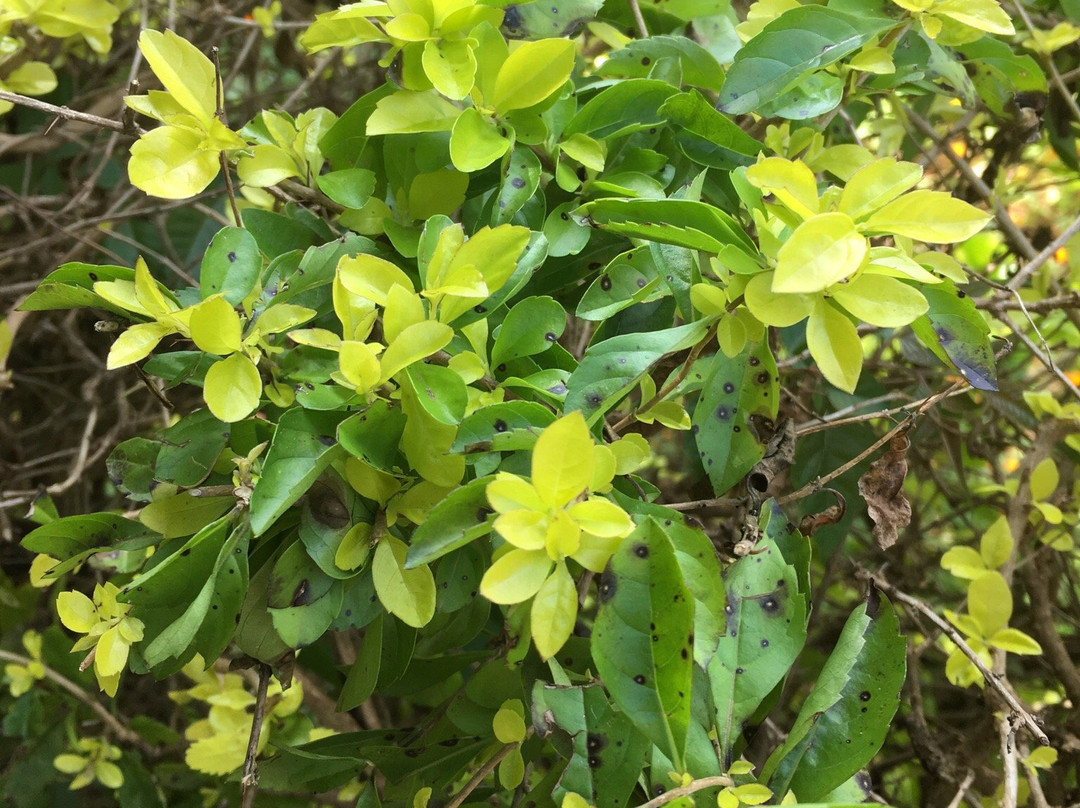 Government Herbal Farm景点图片
